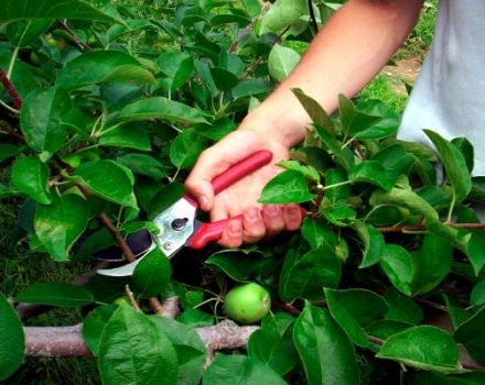 Como podar macieiras anãs: métodos básicos de formação na primavera, verão e outono