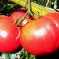 Characteristics and description of the tomato variety Giant red, its yield