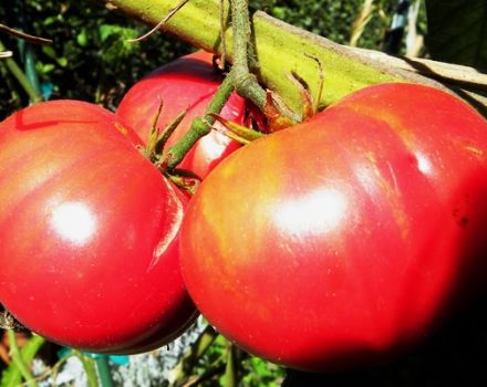 Características e descrição da variedade de tomate Giant red, seu rendimento