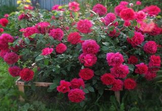 Descripciones y características de las mejores nuevas variedades de rosas para 2020