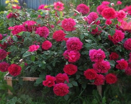 Descriptions and characteristics of the best new rose varieties for 2020