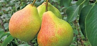 Description and characteristics of pear varieties Memory Yakovlev, planting and care