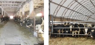 Evde et için kayabalığı yetiştirme işinin maliyeti ve karlı mı