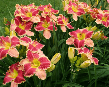 Reasons why daylily does not bloom and what needs to be done to solve