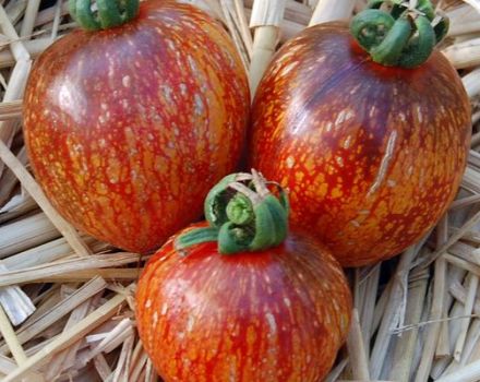 Description of the tomato variety Dark Galaxy and its characteristics