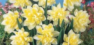 Descrizione e caratteristiche dei narcisi Irene Copeland, schema di piantagione e cura