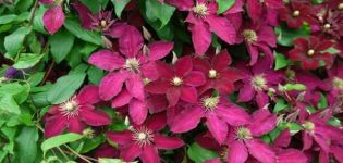 Beschreibung und Anbau der Clematis-Sorte Ernest Markham, Schnittgruppe