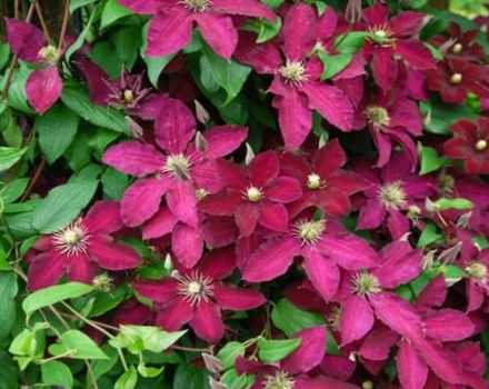Beschreibung und Anbau der Clematis-Sorte Ernest Markham, Schnittgruppe