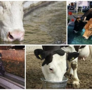 How much water does a cow normally drink per day and the role of liquid, is it possible to cold