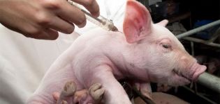 Πώς να κάνετε την ένεση ενός χοίρου μόνοι σας και τι χρειάζεται, πιθανά λάθη