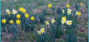 Wann Narzissen im Frühjahr oder Herbst an einen anderen Ort verpflanzt werden sollen
