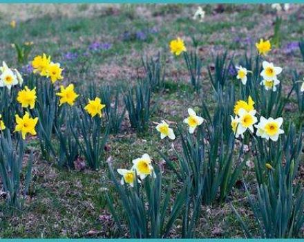 Quand transplanter des jonquilles à un autre endroit, au printemps ou à l'automne