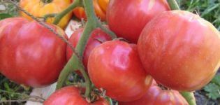 Kjennetegn og beskrivelse av tomatsorten Babushkin Secret og dens utbytte