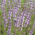 Περιγραφή του ombalo - marsh mint, φύτευση και χαρακτηριστικά φροντίδας