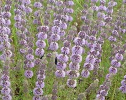 Περιγραφή του ombalo - marsh mint, φύτευση και χαρακτηριστικά φροντίδας