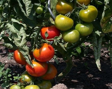 Descrizione della varietà di pomodoro miracoloso della Moravia, le sue caratteristiche e le caratteristiche di coltivazione
