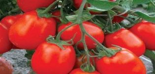 Descrição da variedade de tomate Maryushka, características de cultivo e cuidado