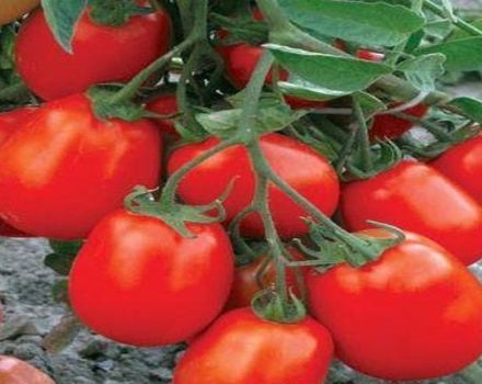 Опис сорте парадајза Мариусхка, карактеристике узгоја и неге