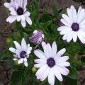 26 odmian osteospermum z opisem, sadzeniem i pielęgnacją na otwartym polu