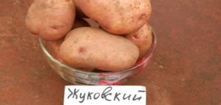 Beskrivelse av potetsorten Zhukovsky tidlig, trekk ved dyrking og stell