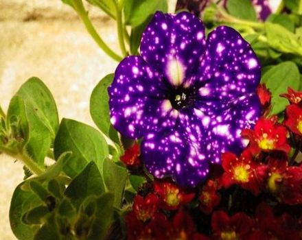 Beskrivelse og kjennetegn ved petunia-varianter Stjernehimmel, voksens finesse