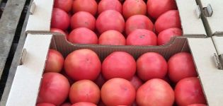 Опис сорте парадајза Цетус роза, његове карактеристике и продуктивност