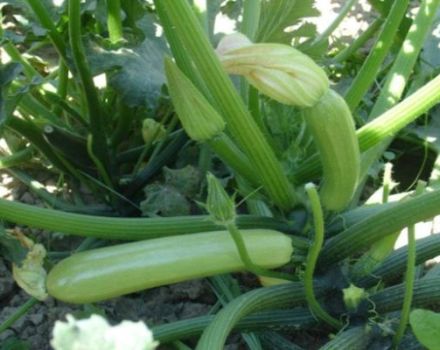Beschreibung der produktivsten Zucchini-Sorten für offenes Gelände