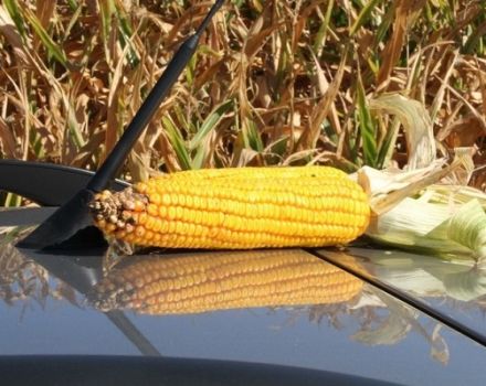 What is the average yield from 1 hectare of corn?