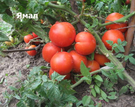 Características e descrição da variedade de tomate Yamal, seu rendimento