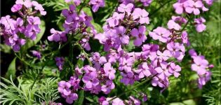 Descrição e reprodução de um moonwalker de flores, plantio e cuidados