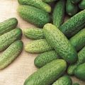 תיאור ומאפייני זן המלפפונים של אסטריקס, היתרונות והחסרונות שלהם