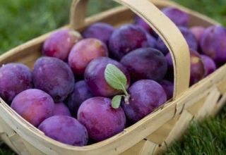 Опис и карактеристике сорте шљиве Кабардинке, садња и нега