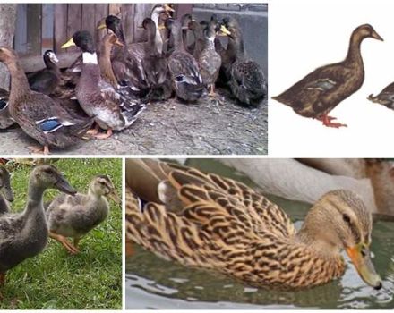 Beschreibung und Merkmale der Enten der ukrainischen Rasse, Haftbedingungen