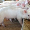Czym są dodatki paszowe dla wzrostu świń, zasady doboru i stosowania