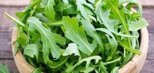 Le migliori specie e varietà di rucola perenne per la coltivazione in piena terra e in serra, in particolare la semina e la cura delle piante