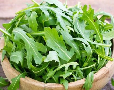 Las mejores especies y variedades de rúcula perenne para cultivar en campo abierto e invernaderos, especialmente en plantación y cuidado de plantas.