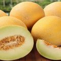 Опис сорте диње Роксолана ф1, гајење и брига о усеву