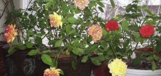 Descrição das variedades de rosas de interior, como cultivar e cuidar em casa em um vaso