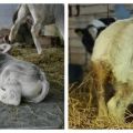 Příčiny průjmu u krávy a jak léčit průjem doma, nebezpečí