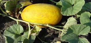 Description of the pineapple melon variety, features of cultivation and care