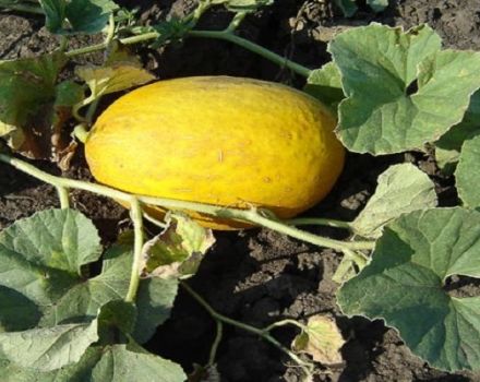 Beschreibung der Ananasmelonensorte, Merkmale des Anbaus und der Pflege