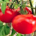 Характеристики и описание на сорта домат Астрахански