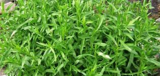 أصناف وأنواع شجيرة الطرخون ، وكيفية اختيار الطرخون العطري واستخدامه
