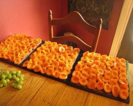 Comment bien conserver les abricots secs à la maison