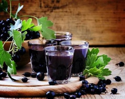 10 وصفات سهلة خطوة بخطوة لنبيذ الكشمش الأسود محلية الصنع