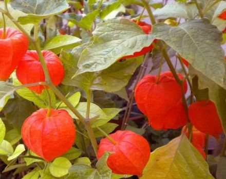 Pestovanie physalis doma, výber odrody a ďalšie starostlivosť o rastlinu