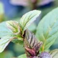 Beschreibung der Sorte der schwarzen Minze, Merkmale des Anbaus und der Pflege
