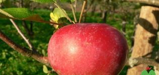 Kortland obuolių veislės aprašymas ir jo ypatybės, veisimosi istorija ir derlius