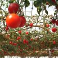 מאפיינים, תיאור ותכונות של זרעי עגבניות מגדלים