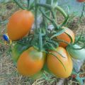 وصف صنف الطماطم Golden Bullet وخصائصه